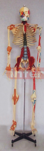 168 CM TALL, MULTI-FUNCTION DEMONSTRATING, HUMAN SKELETAL TORSO MODEL